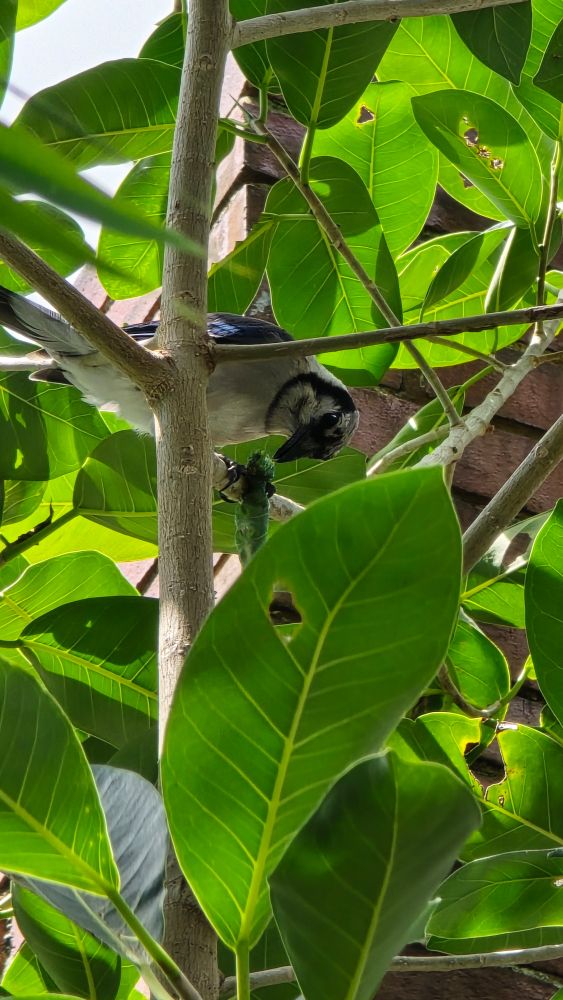 A blue jay in a leafy tree, holding a caterpillar in its foot.