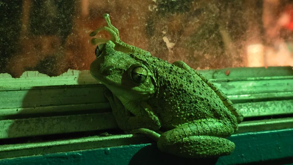 Frog on a backdoor window, head turned toward the camera, cast in green light.