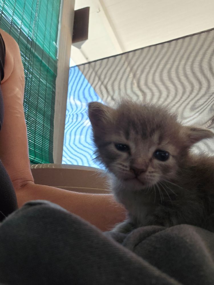 A kitten with a silly expression 
