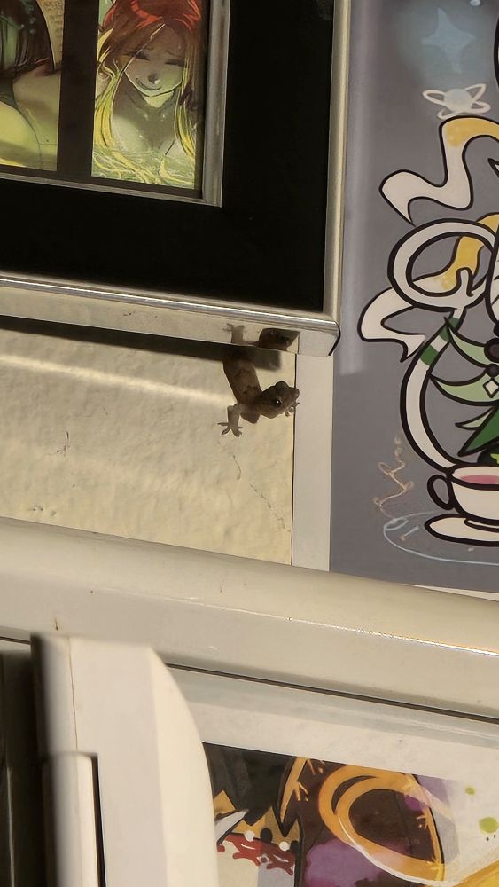 A very young gecko poking out from behind a picture frame, head stretched upward to the skies.