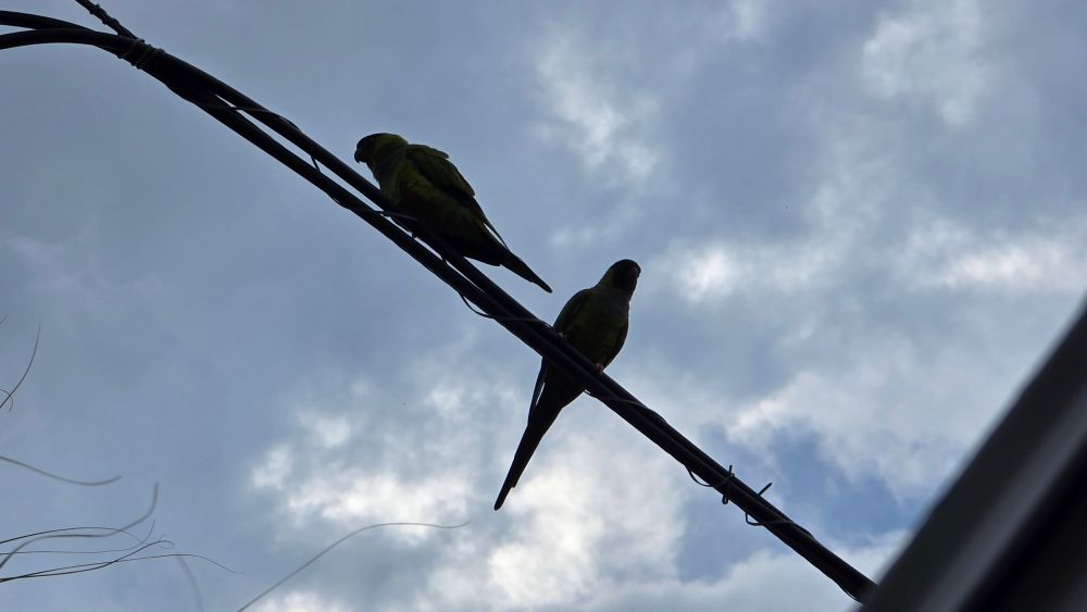 Two Nanday parrots on a wire on a cloudy day