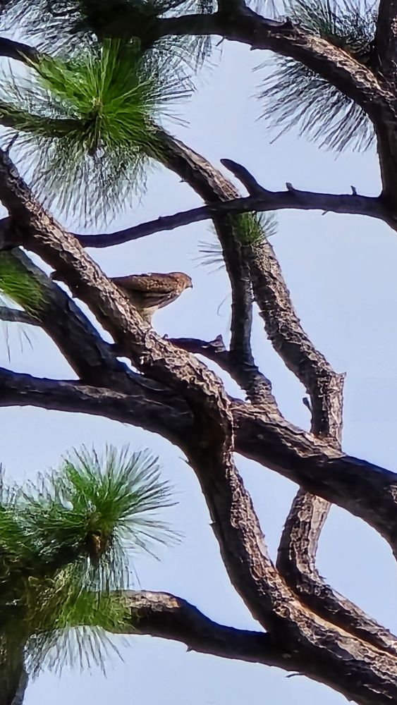 Hawk in a pine tree