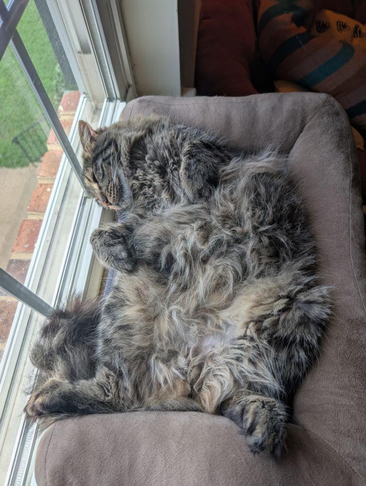 A long-haired tabby cat laying on his back in a window bed