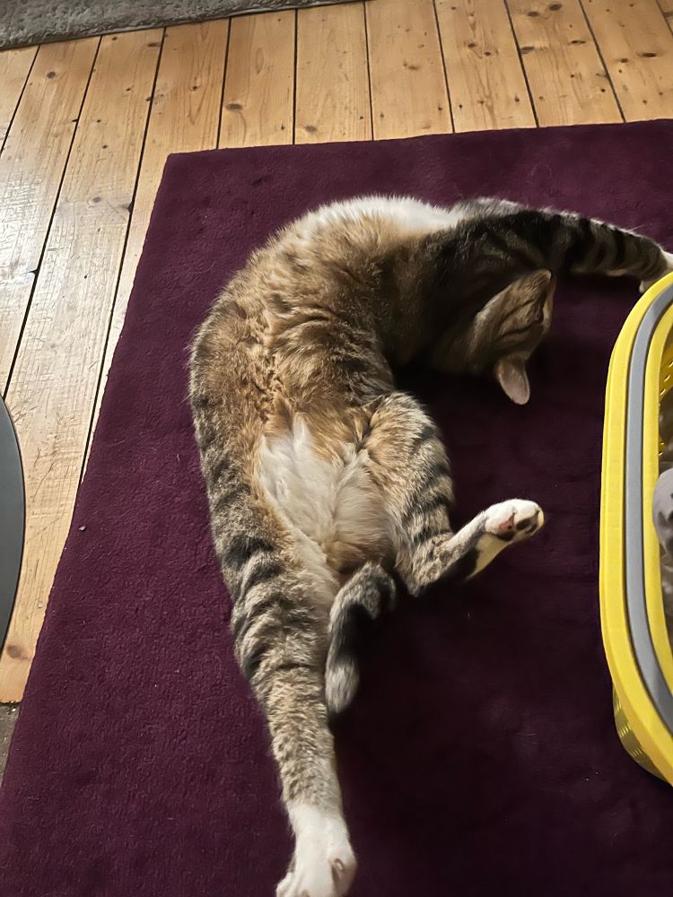 Bild meines Katers der sich verbiegt 