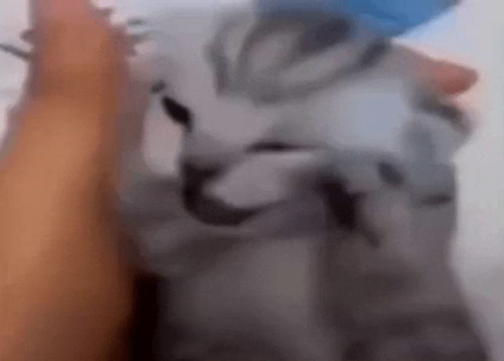 a close up of a person petting a cat 's head