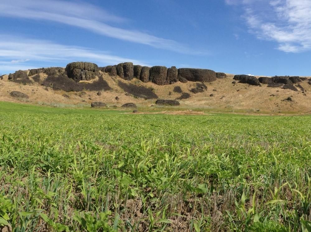Cover crops in Douglas County.  Photo by Leslie Michel.