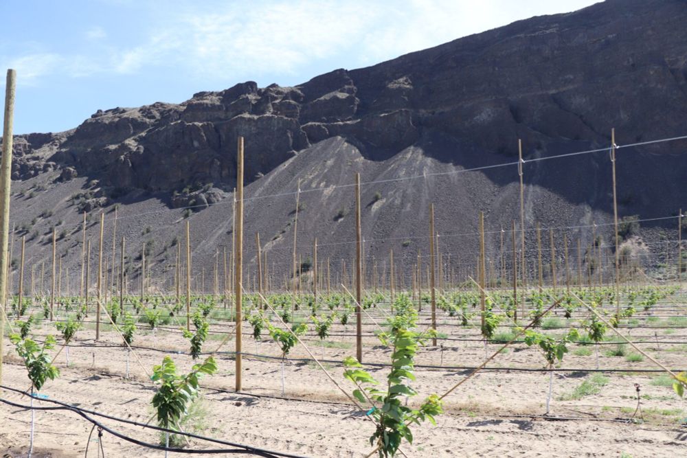 Is experimenting on baby trees even ethical?

CSANR's Chris Benedict shares a summer update about the @wasoilhealth's long-term agroecological research sites.

Read more: 📖 https://washingtonsoilhealthinitiative.com/2025/06/ltare-update-summer-2025

#MyDirtHasWorms #WSU #Wenatchee