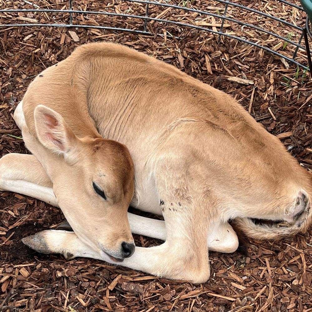 Sweet lil' dairy calf folds in half to nap.