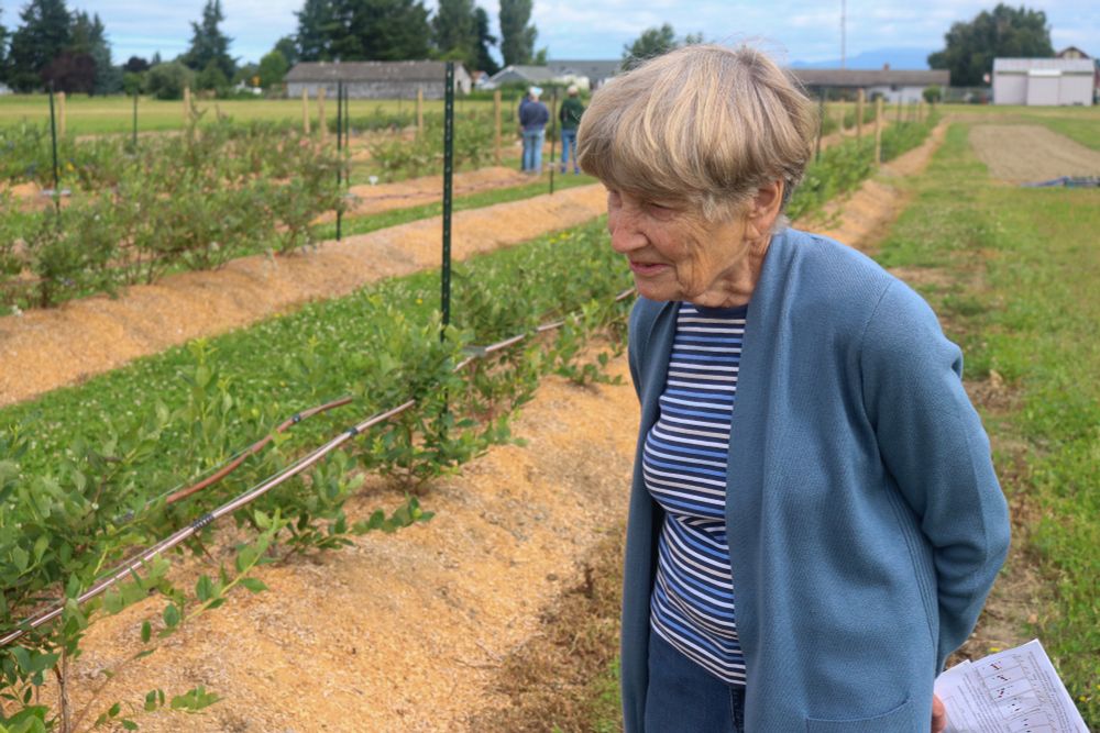 Diana Wisen, Skagit County Master Gardener, marvels at the health of the blueberry bushes.