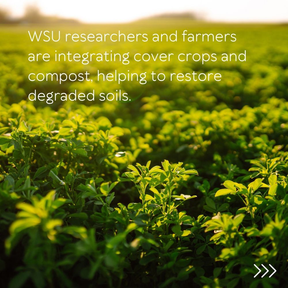 a field of green plants with the words "WSU researchers and farmers are integrating cover crops and compost, helping to restore degraded soils" in white letters over the top.