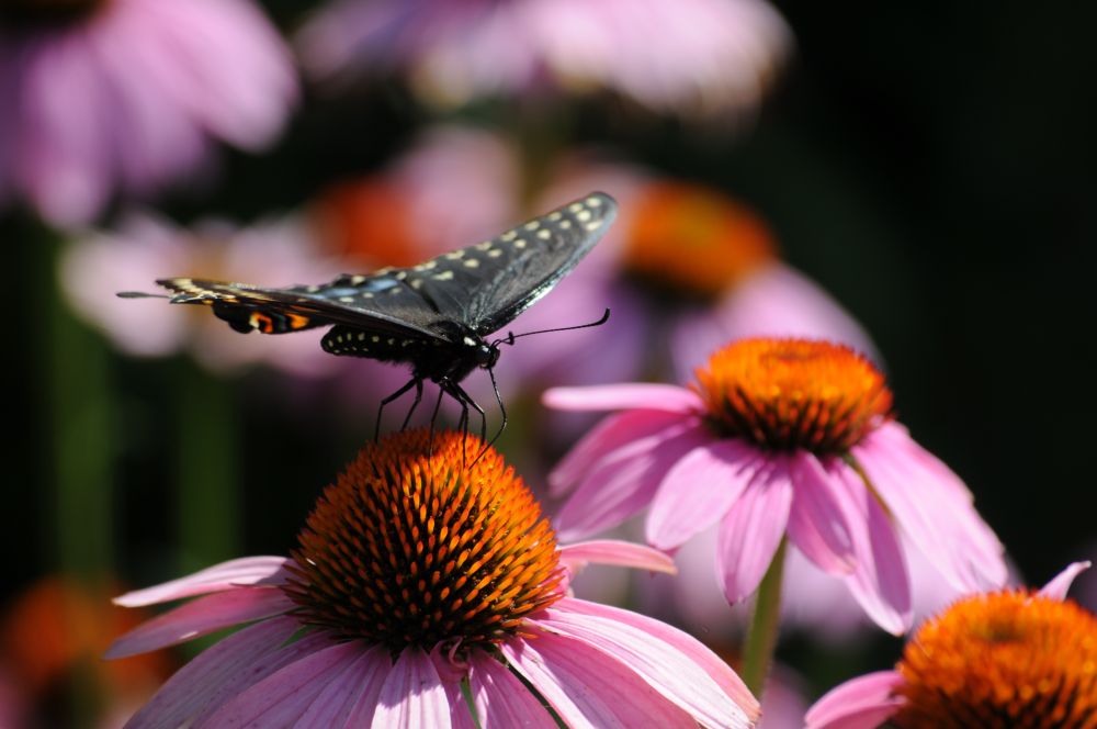A Papilio polyxenes (Black Swallowtail) on Echinacea purpurea