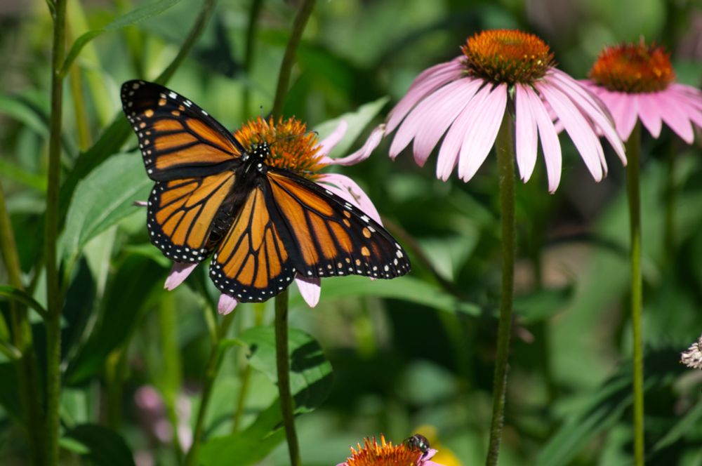 A Danaus plexippus (Monarch butterfly) on Echinacea purpurea. 