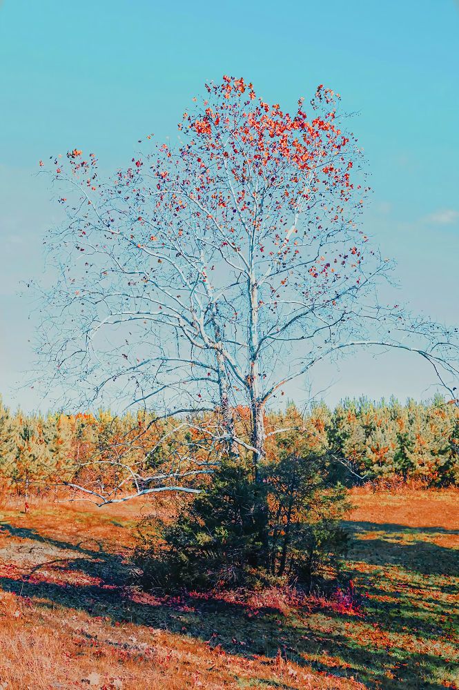 A Sycamore