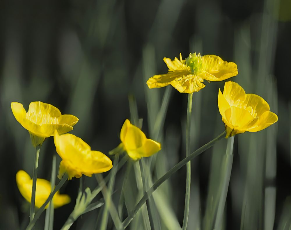 Buttercups