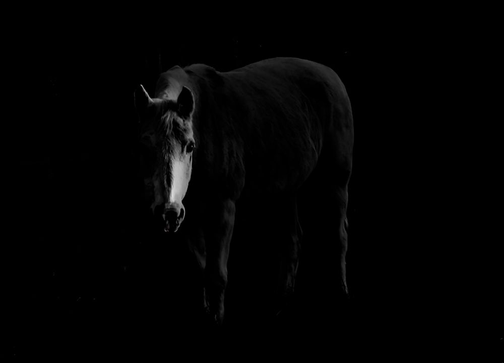 Beamer - A Missouri Foxtrotter