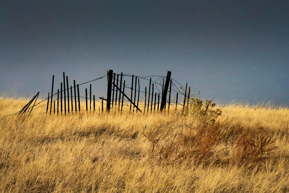 A weather-beaten, broken wooden picket fence stands amid windswept golden grass dunes under a brooding sky, evoking solitude & hinting at nature’s quiet reclamation.