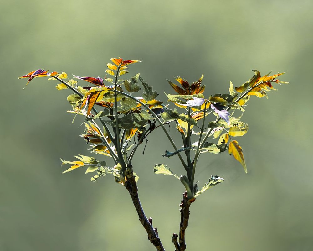 New Leaves