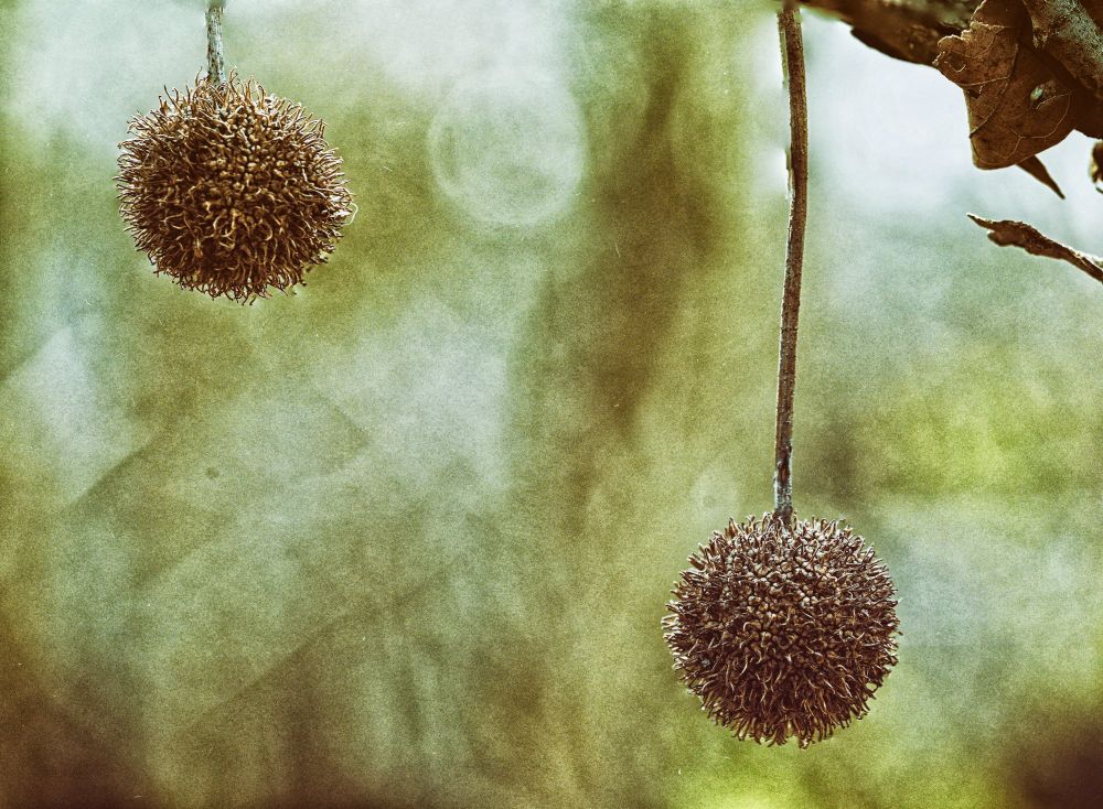Sycamore Seeds