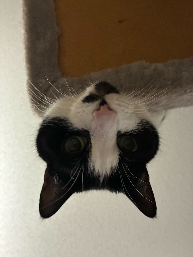 A black and white cat looking down over the edge of a cat tree.