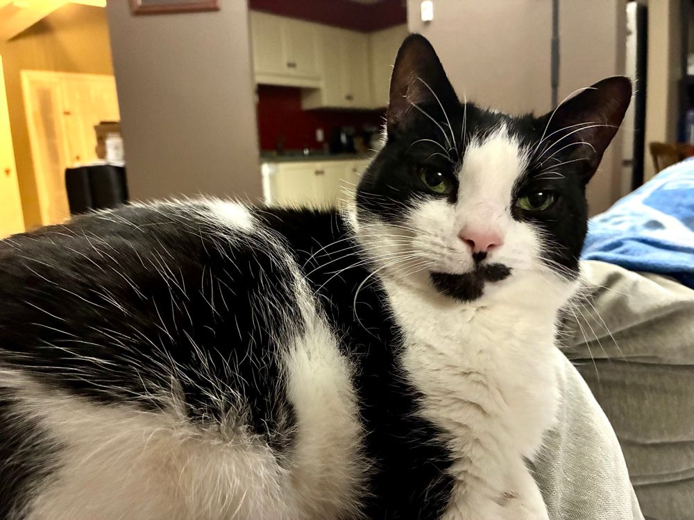 A black and white cat looking placidly at the camera as she rests on the back of a couch.