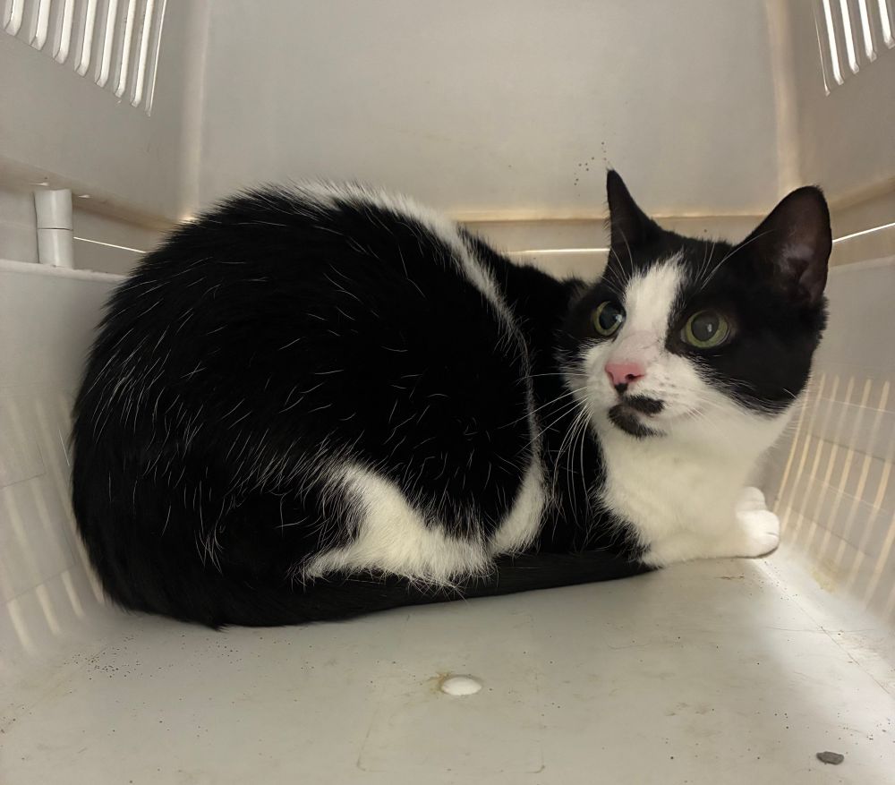 A black and white cat in a cat carrier, looking unnerved 