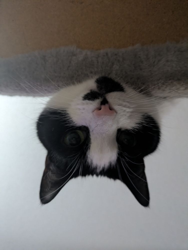 A black and white cat with a pink nose looking over the edge of a cat tree platform, seen from below.