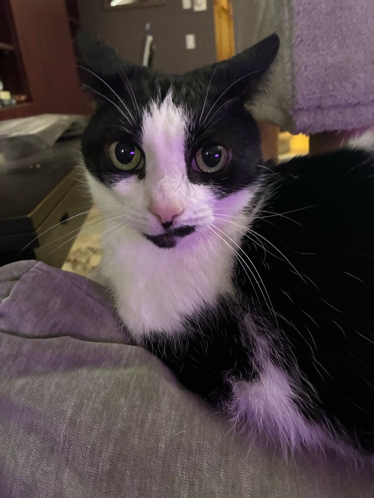 A black and white cat on the back of a grey couch.