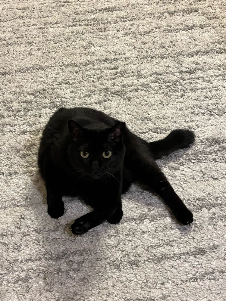 身を屈めて、両手を肩幅に広げて地につけ、片足を体の横に放り出した黒猫
