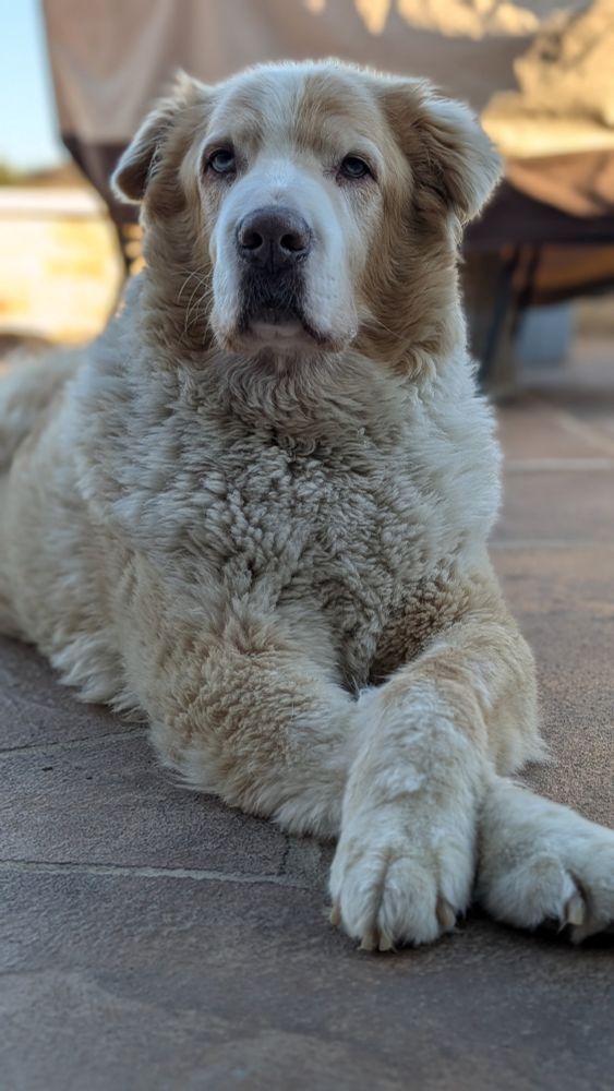 A gentleman dog