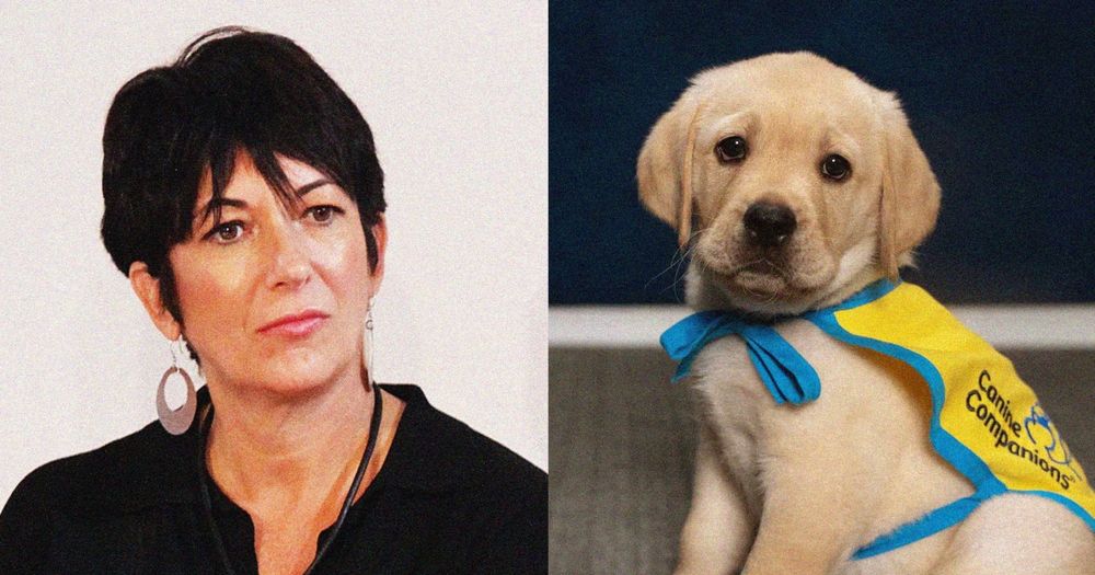 “We do not allow anyone whose crime involves abuse towards minors or animals — including any crime of a sexual nature,” the CEO of Canine Companions said.