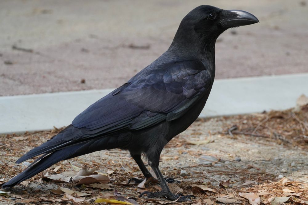 Large-billed crow