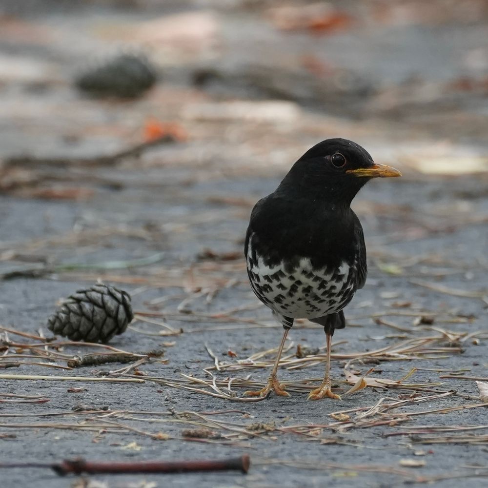 Japanese Thrush