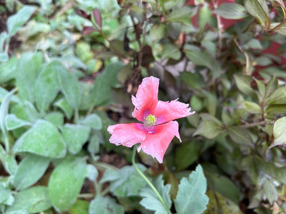 Pink Soulard Poppy Flower.