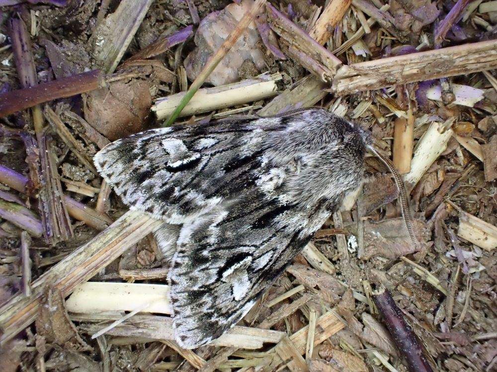 Rannoch sprawler / Brachionycha nubeculosa