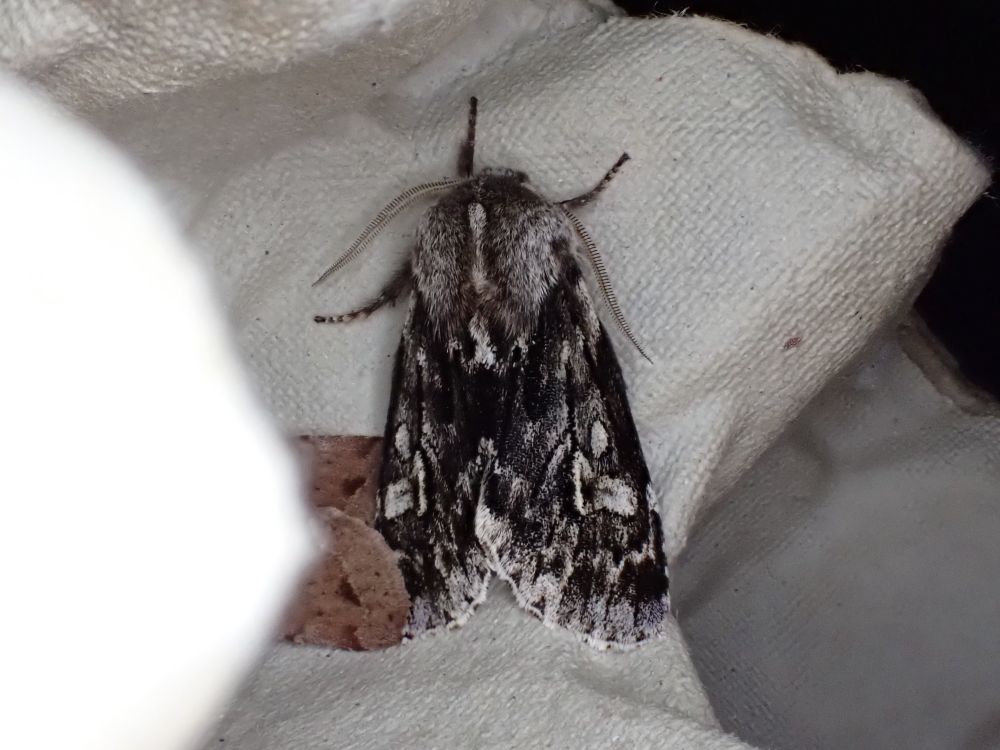 Rannoch sprawler / Brachionycha nubeculosa
