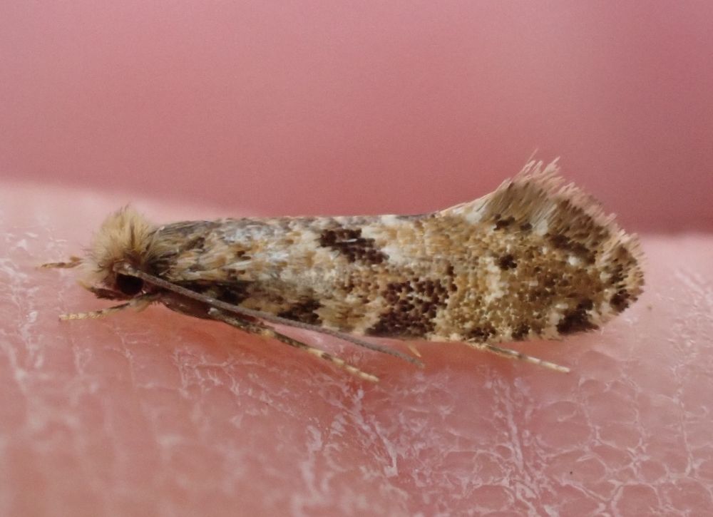 Nemapogon ruricolella, resting on my finger