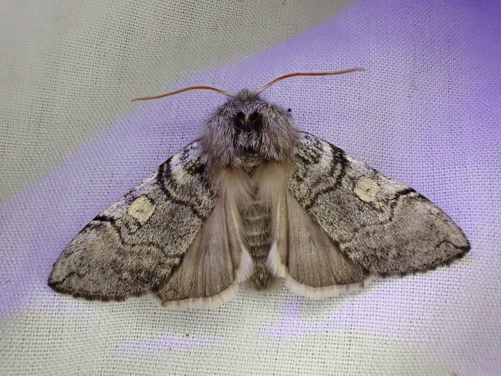 Yellow horned / Achlya flavicornis