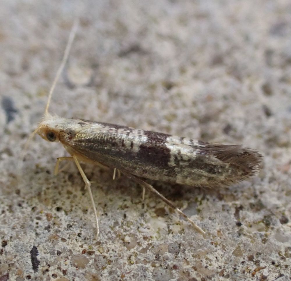 Argyresthia glaucinella
