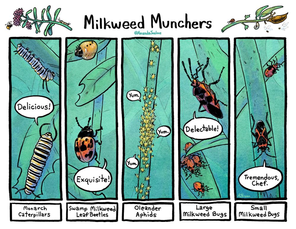 Milkweed Munchers. A comic strip that uses 5 tall panels. Each panel depicts a different invertebrate that relies on milkweed as a host plant. First Monarch caterpillars, one of them exclaims “Delicious!” Next, Swamp Milkweed Leaf Beetles, one beetle shouts “Exquisite!” The third panel shows a cluster of Oleander Aphids on the stem of the milkweed, several small speech bubbles that say “Yum.” are coming from the group of aphids. Then we have Large Milkweed Bugs. The adult bug says “Delectable!”. There’s a group of nymph bugs in the background. Lastly, the final featured invertebrate is the Small Milkweed Bug. The cute orange and black bug has words of praise “Tremendous Chef.” It says. Below the panels are the name of each invertebrate. Above is the title that is adorned with milkweed to the left and right. On the left the milkweeds is young and blooming and on the right the plant is older, has grown seed pods and the leaves have been consumed. 