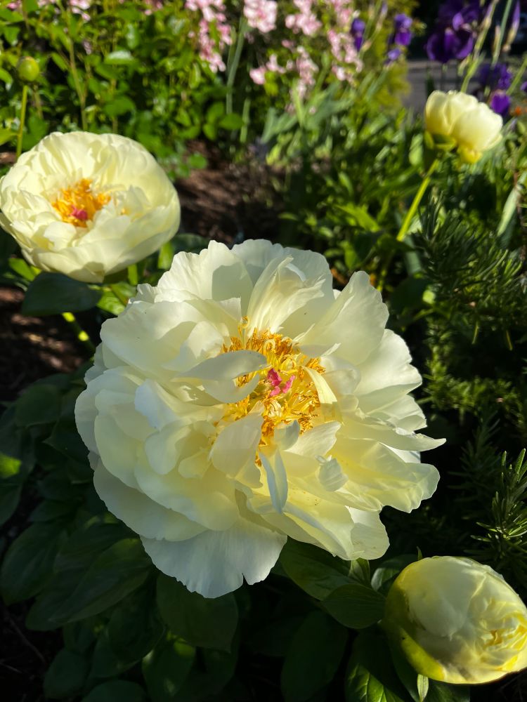 A photo of a couple pale yellow peonies in bloom