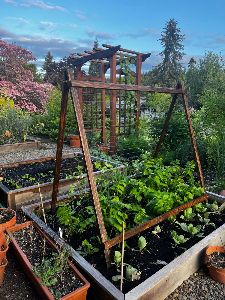Photo of a raised bed with a wooden trellis over it. In the bed are rows of cabbages, parsnips, scallions, and peas.