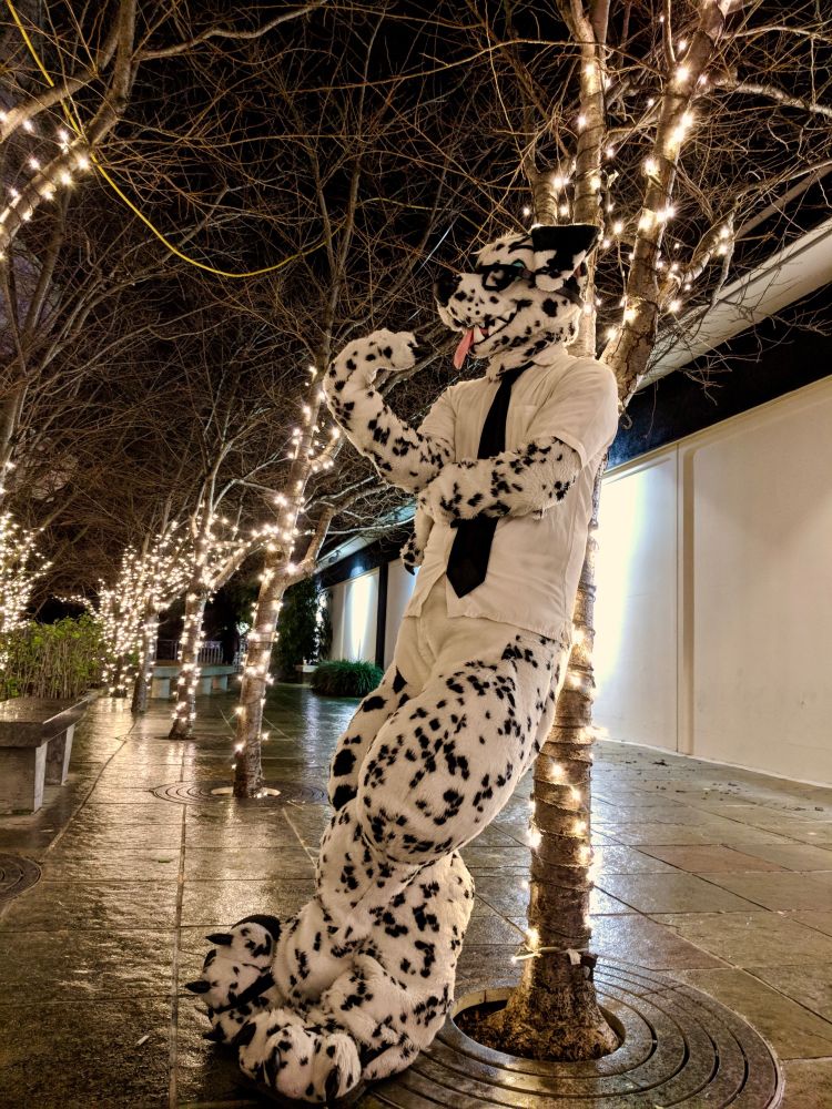 A Dalmatian leaning against a small tree wrapped in lights, while other trees similarly adorned line the walkway into the background.