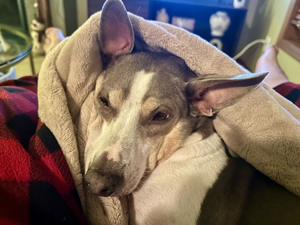 A dog with a very smushy face