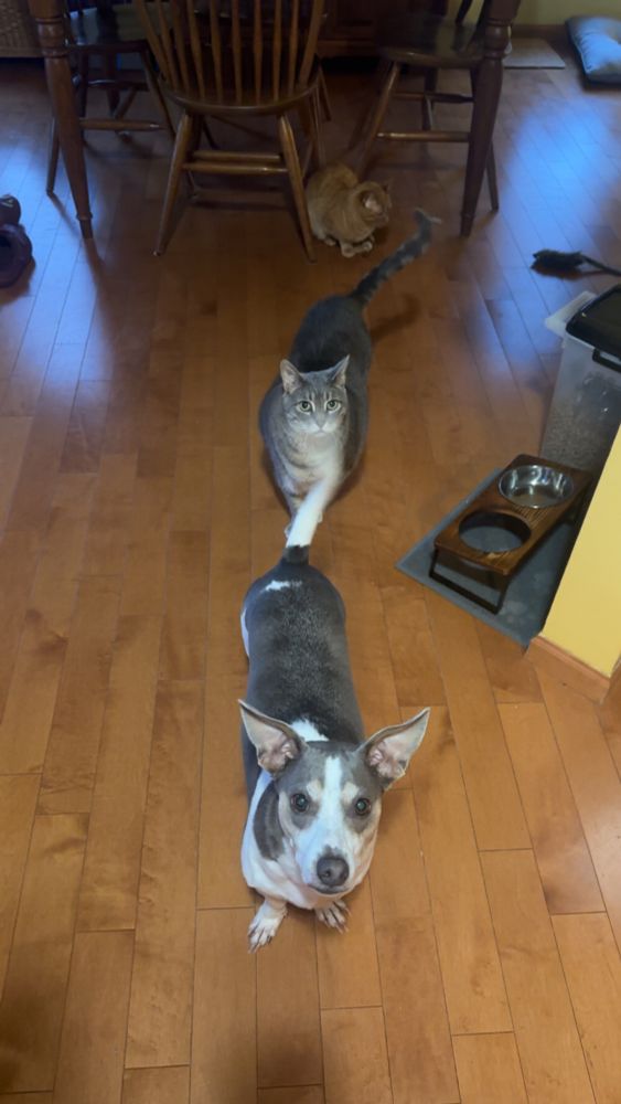 A dog standing on the floor with two cats behind him.