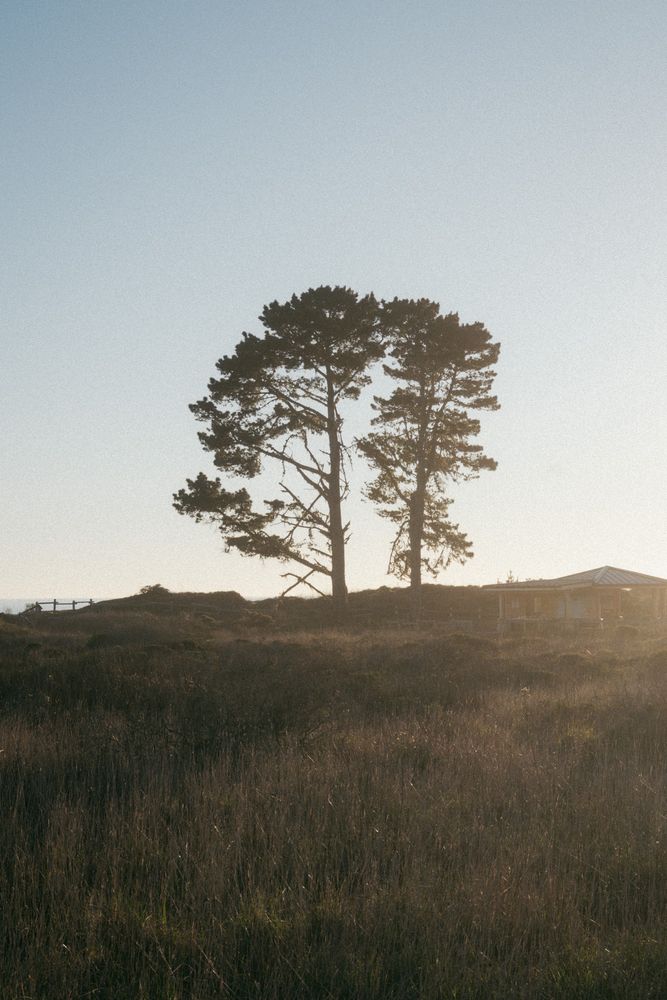 A photograph of two large trees, backlit by the setting sun 