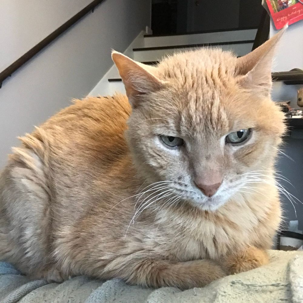 Scruffy orange cat in loaf formation. 