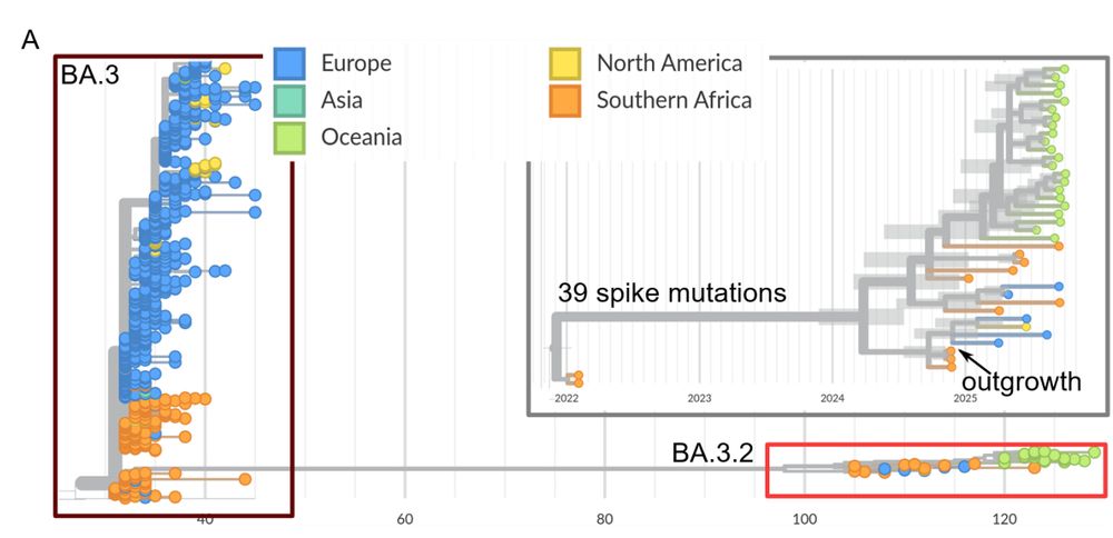 Figure 1: Geographic origin of BA.3.2. A) Phylogenetic tree of sequences colored by geographic origin 
from BA.3 sequences sampled in late 2021/early 2022 and BA.3.2 sequences from 2024-2025. BA.3.2 
is most closely related to BA.3 sequences from Southern Africa and basal BA.3.2 sequences also 
originated in Southern Africa. Inset: time scaled phylogeny, showing that the common ancestor of 
BA.3.2 sequences likely circulated in the first half of 2024.