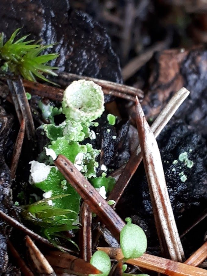 a tiny Cladonia (cup) lichen magnified 4 x amid moss and needle debris. Often called bird's nest lichen. 
