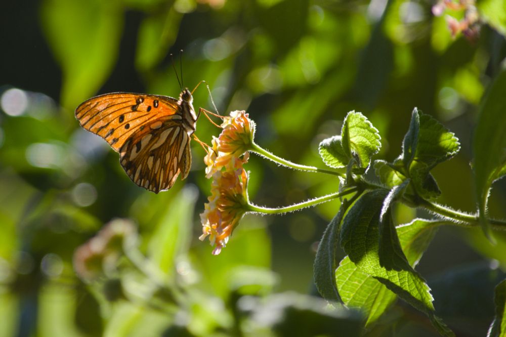 Das Foto zeigt einen Schmetterling auf einer Blüte sitzen. Beide werden von hinten von der Sonne angestrahlt.