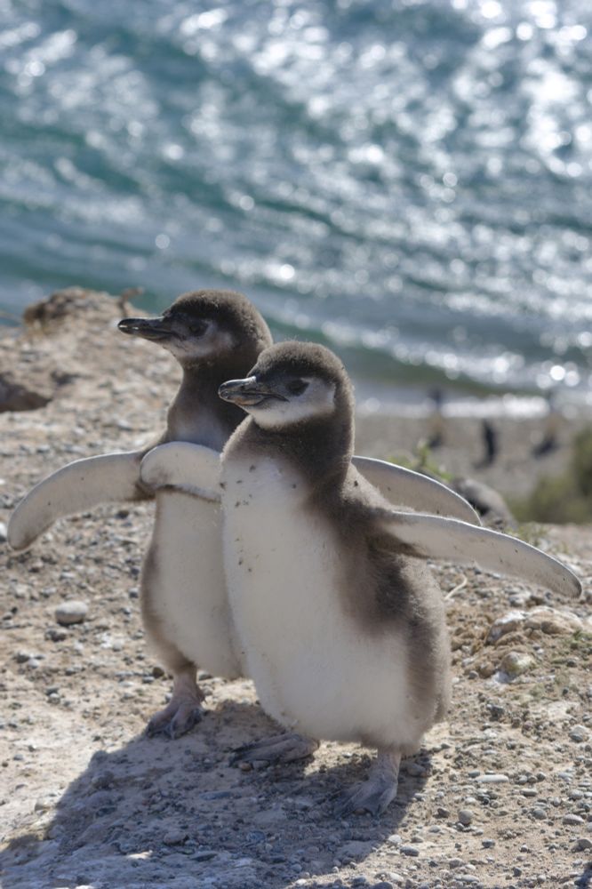 Zwei Babypinguine stehen auf Felsen mit ausgebreiteten Flügeln und mit dem Rücken zur Sonne. Im Hintergrund sieht man das spiegelnde Meer.